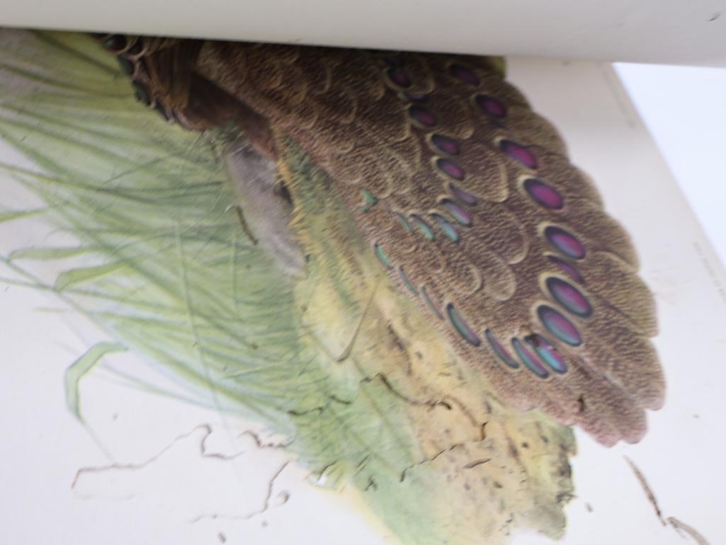 Large Stack of Vintage Lithogravure Prints of Germain's Peacock-Pheasant - 14