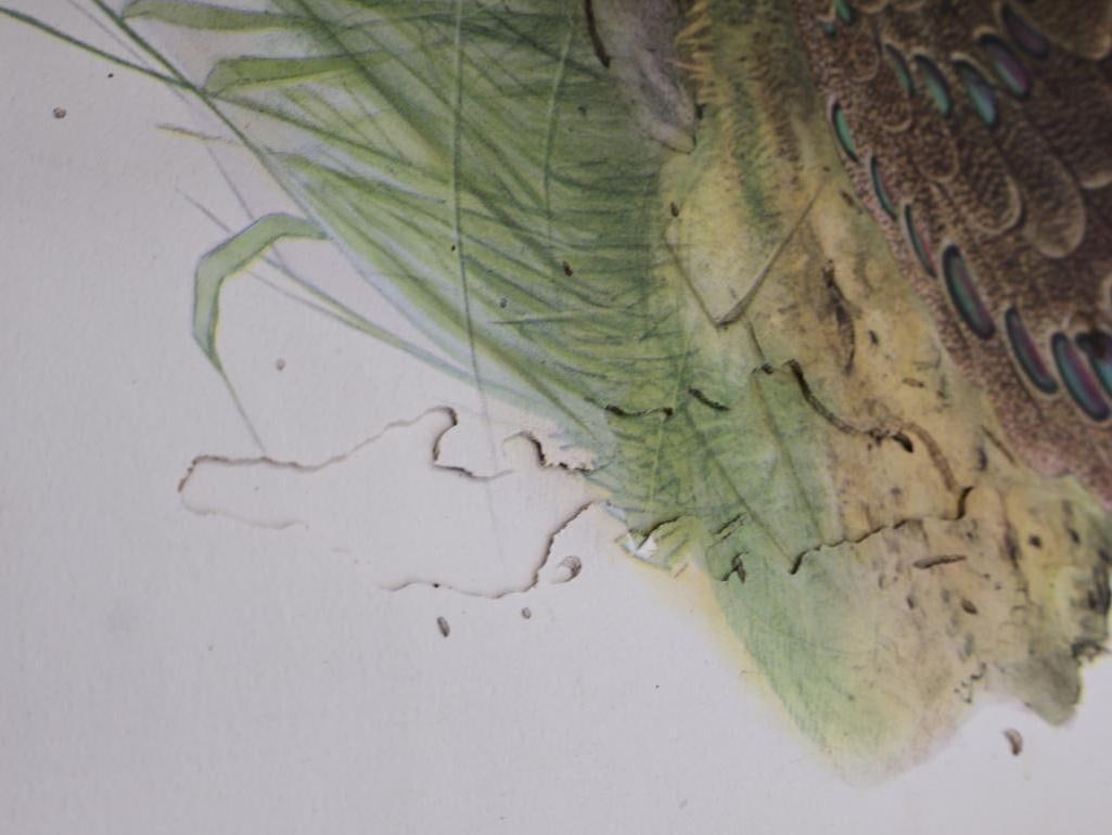 Large Stack of Vintage Lithogravure Prints of Germain's Peacock-Pheasant - 15