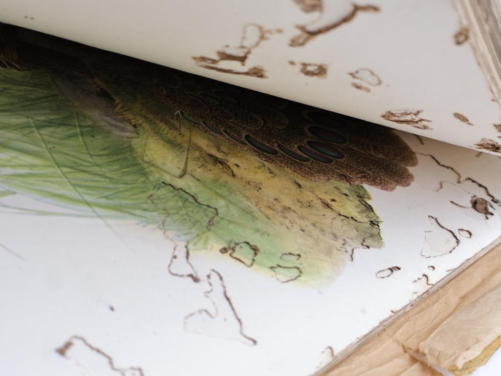 Large Stack of Vintage Lithogravure Prints of Germain's Peacock-Pheasant - 16