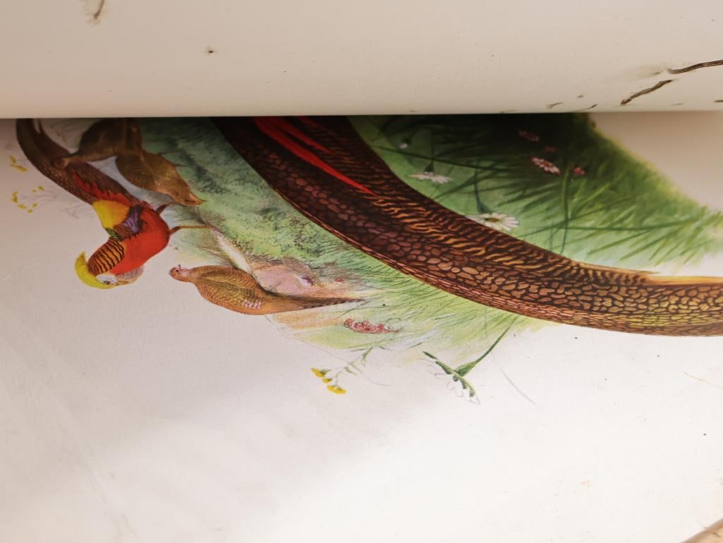 Large Stack of Vintage Lithogravure Prints of Germain's Peacock-Pheasant - 17