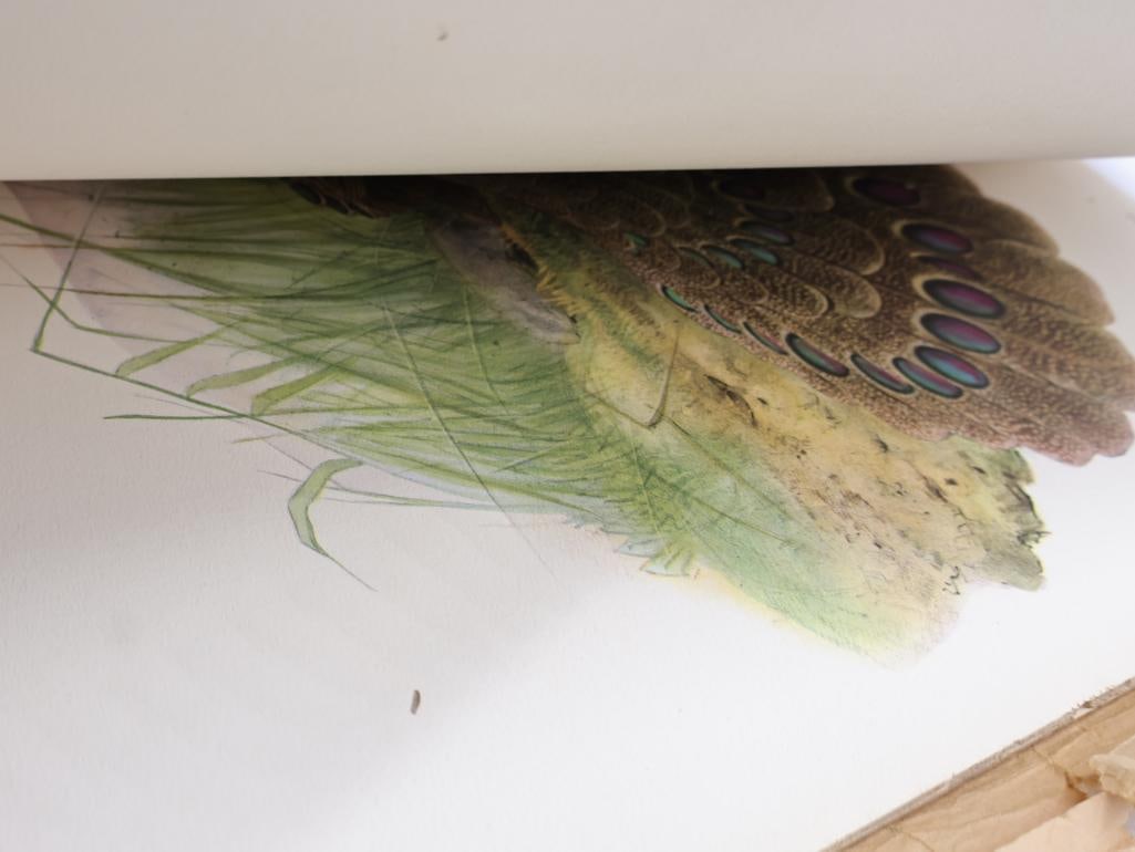 Large Stack of Vintage Lithogravure Prints of Germain's Peacock-Pheasant - 18
