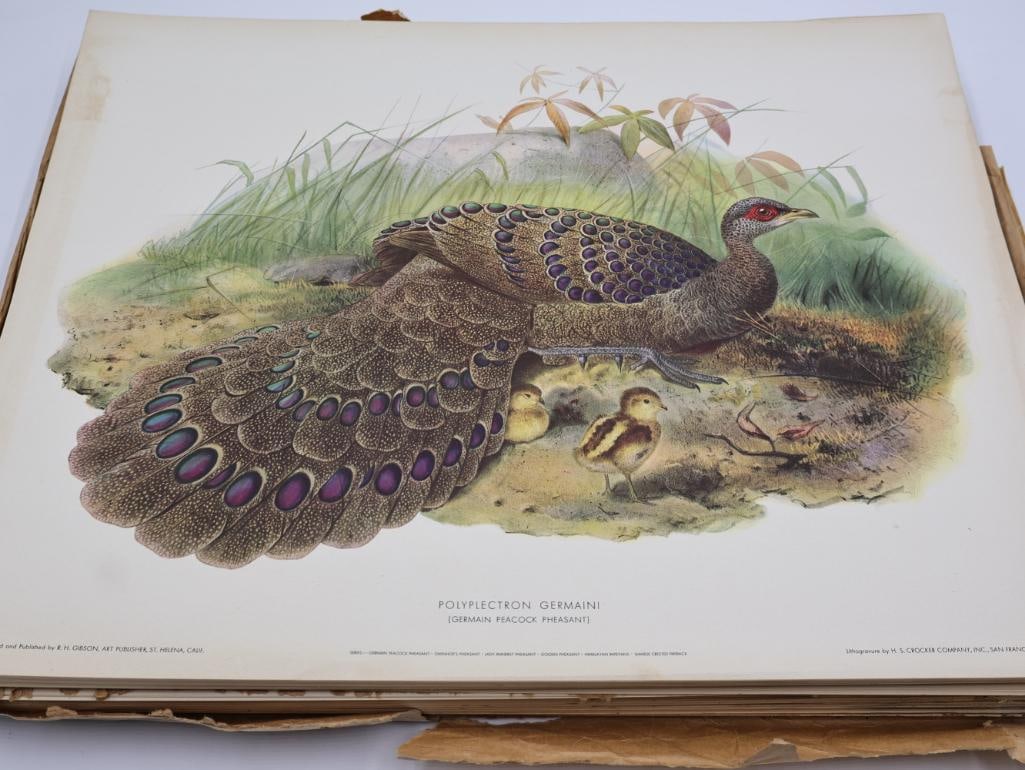 Large Stack of Vintage Lithogravure Prints of Germain's Peacock-Pheasant: The artwork, titled "Polyplectron Germaini" originally in 1870's A Monograph of the Phasianidae. Lithogravure by H.S. Crocker Company and these specific prints were published by R.H. Gibson, an art