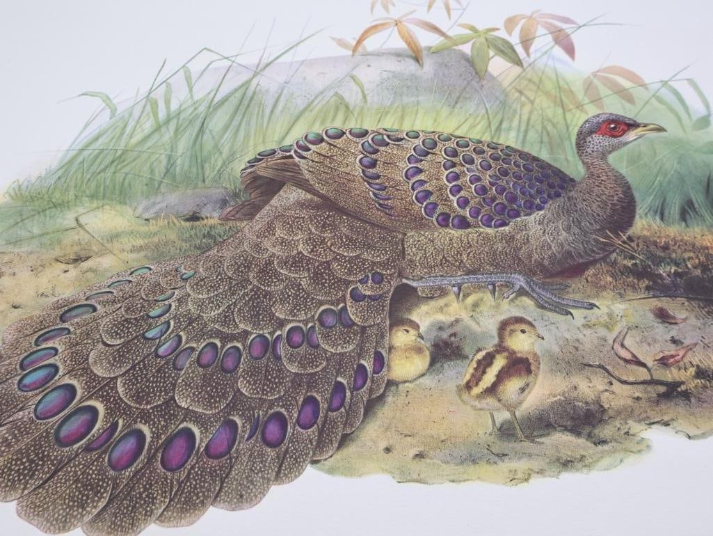 Large Stack of Vintage Lithogravure Prints of Germain's Peacock-Pheasant - 2