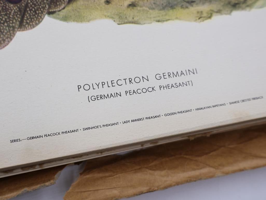 Large Stack of Vintage Lithogravure Prints of Germain's Peacock-Pheasant - 3