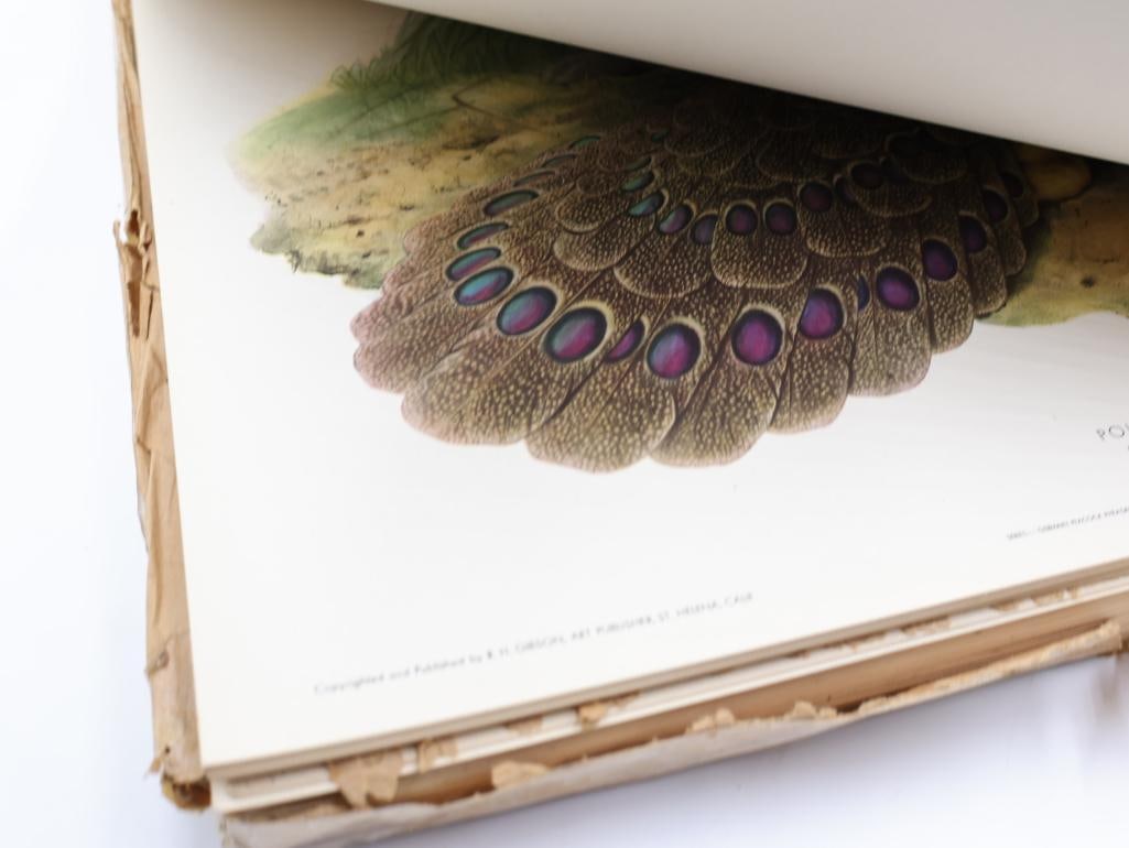 Large Stack of Vintage Lithogravure Prints of Germain's Peacock-Pheasant - 8