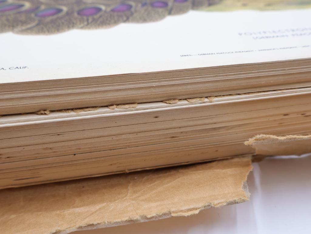 Large Stack of Vintage Lithogravure Prints of Germain's Peacock-Pheasant - 9