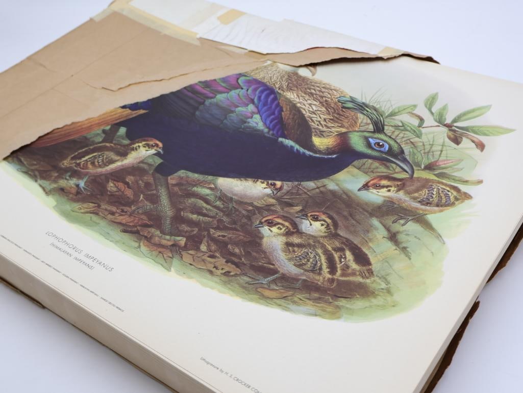 Large Stack of Vintage Lithogravure Prints of Himalayan Impeyans - 10