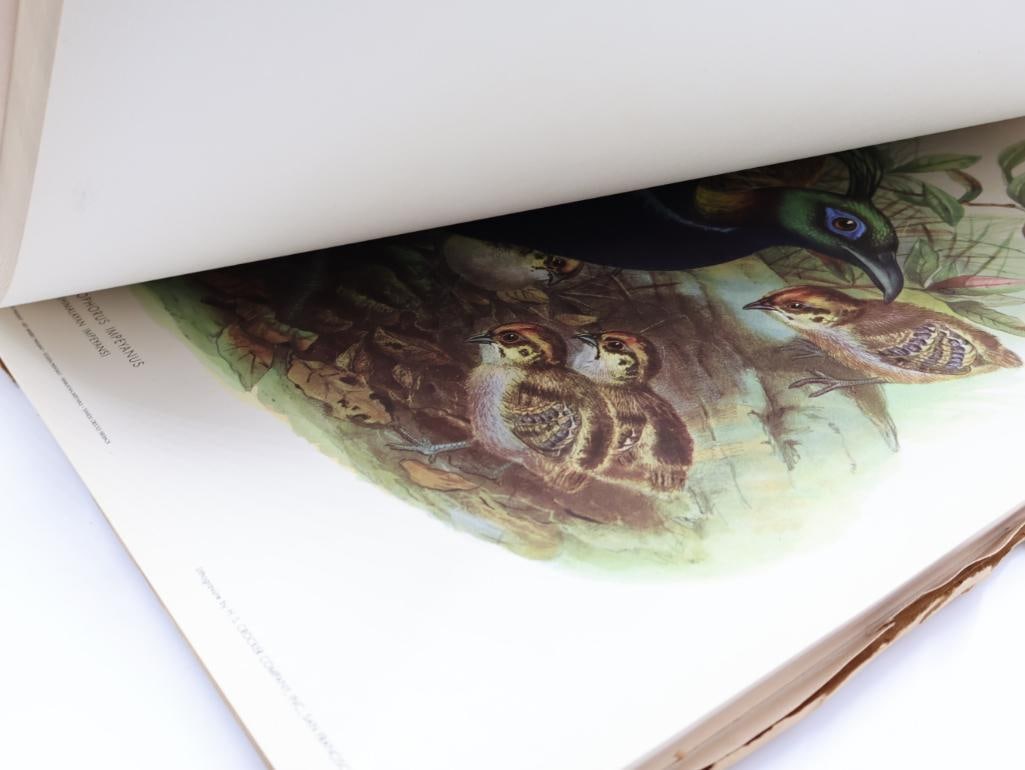 Large Stack of Vintage Lithogravure Prints of Himalayan Impeyans - 11