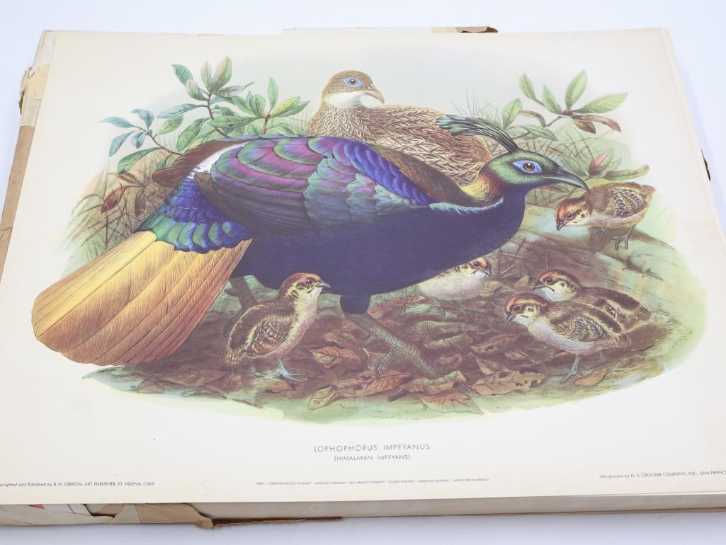 Large Stack of Vintage Lithogravure Prints of Himalayan Impeyans: The artwork, titled "Lophophorus Impeyanus" originally in 1870's A Monograph of the Phasianidae. Lithogravure by H.S. Crocker Company and these specific prints were published by R.H. Gibson, an art