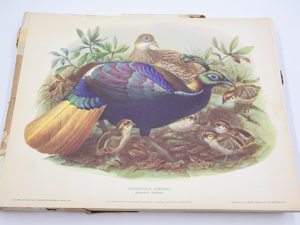 Large Stack of Vintage Lithogravure Prints of Himalayan Impeyans - 2