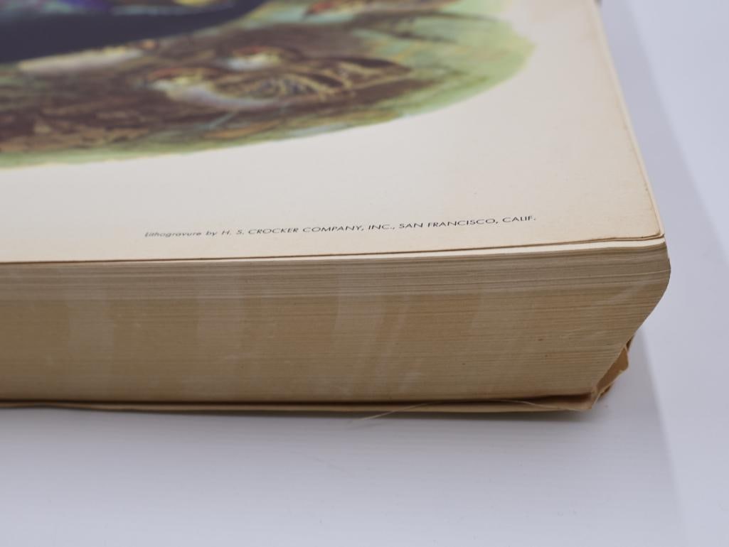 Large Stack of Vintage Lithogravure Prints of Himalayan Impeyans - 3