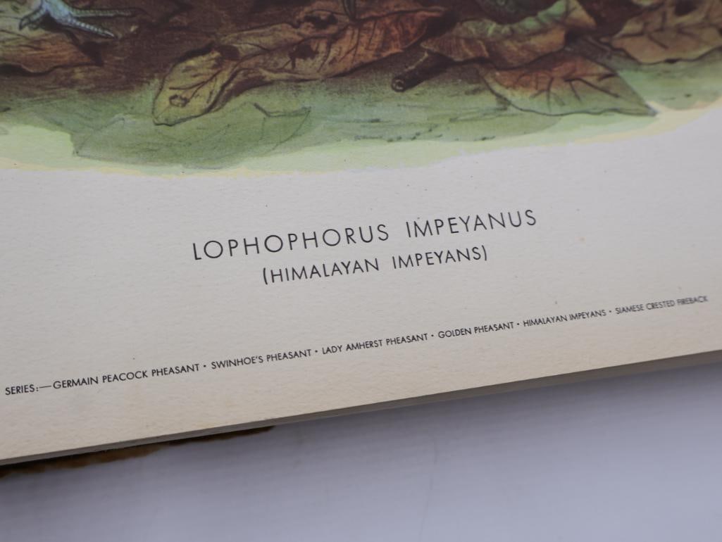 Large Stack of Vintage Lithogravure Prints of Himalayan Impeyans - 5