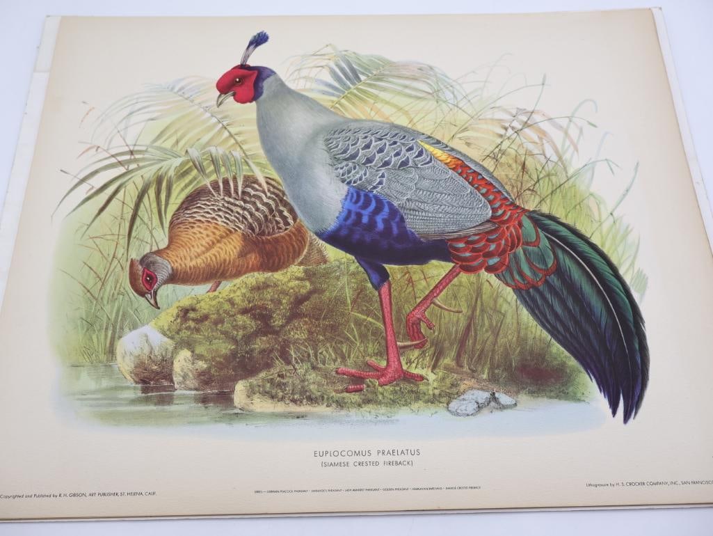 Stack of Vintage Lithogravure Prints of Siamese Crested Fireback: The artwork, titled "Euplocomus Praelatus" originally in 1870's A Monograph of the Phasianidae. Lithogravure by H.S. Crocker Company and these specific prints were published by R.H. Gibson, an art