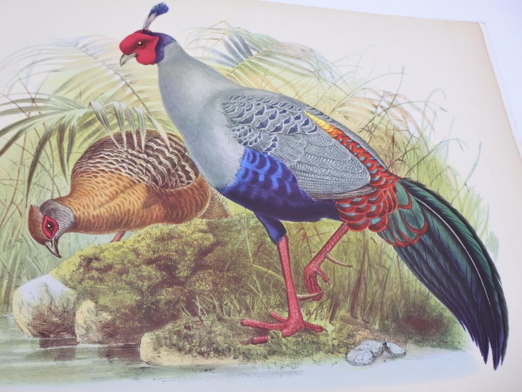 Stack of Vintage Lithogravure Prints of Siamese Crested Fireback - 2