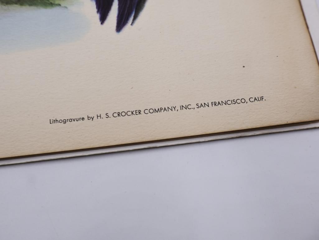 Stack of Vintage Lithogravure Prints of Siamese Crested Fireback - 5