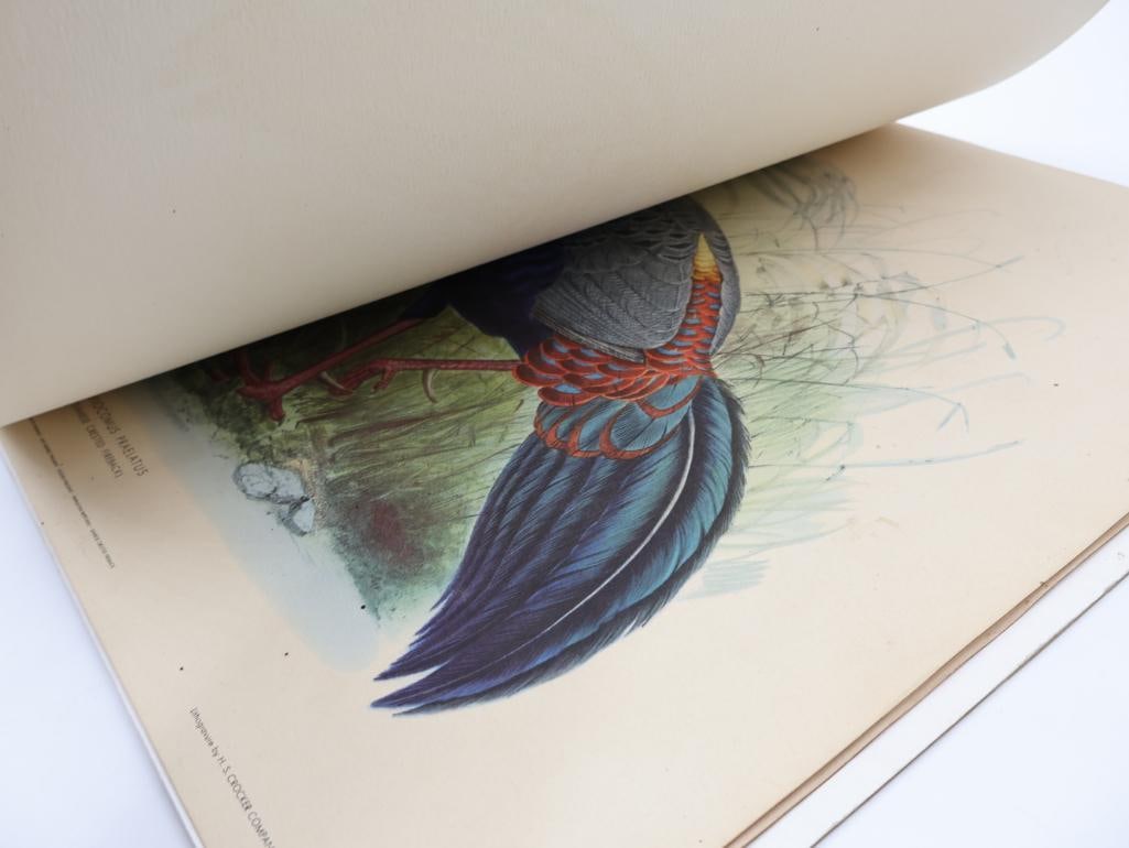Stack of Vintage Lithogravure Prints of Siamese Crested Fireback - 8