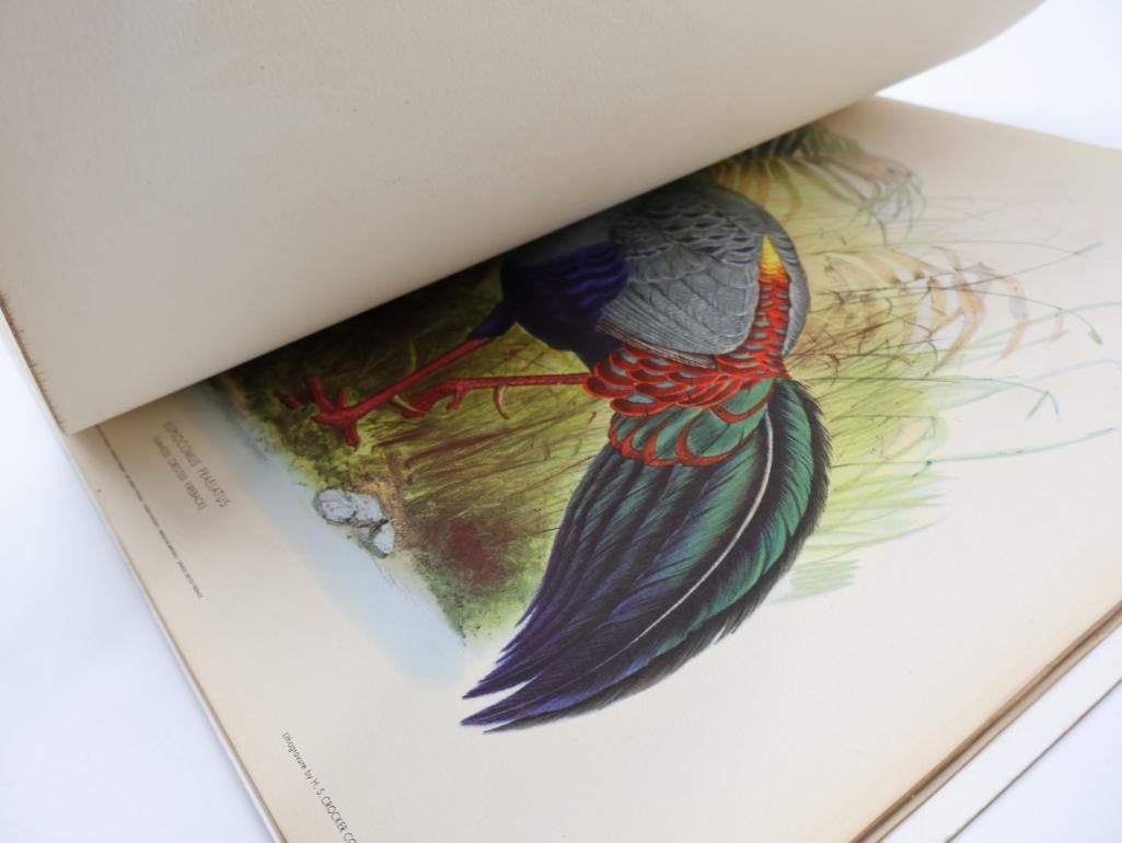Stack of Vintage Lithogravure Prints of Siamese Crested Fireback - 9