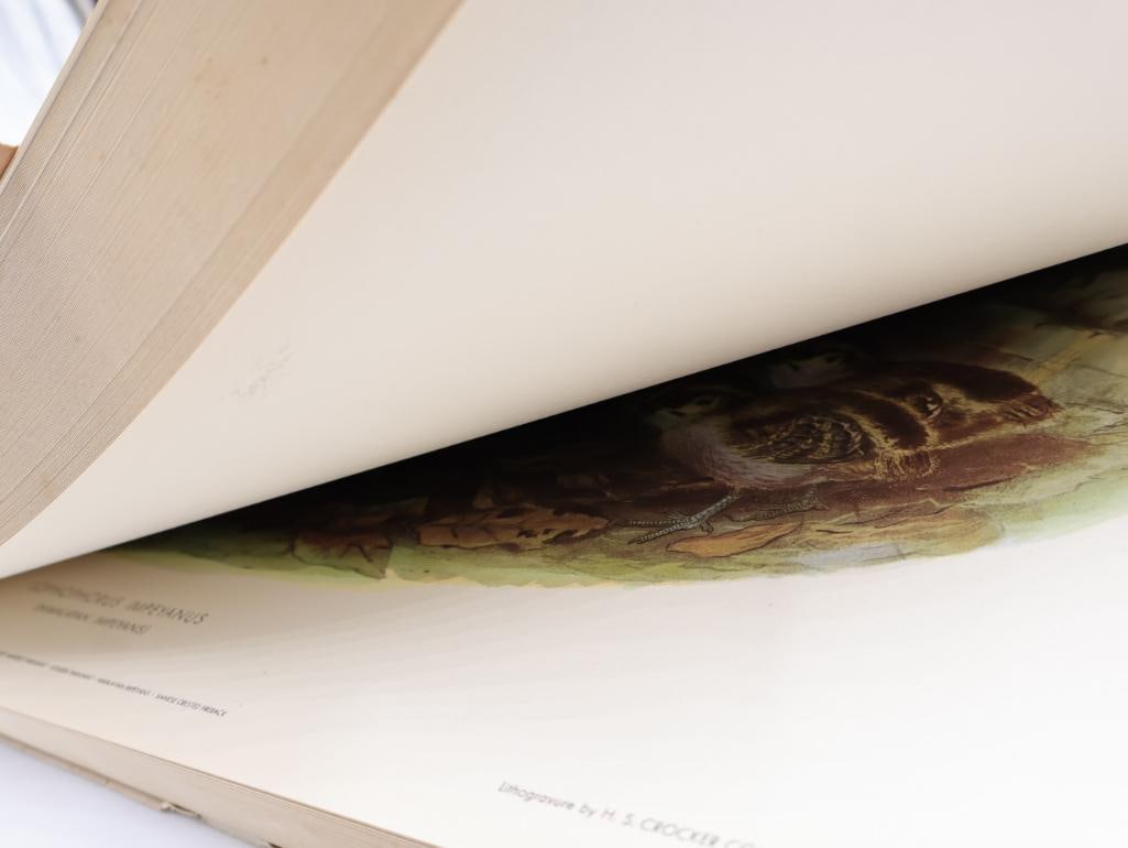 Large Stack of Vintage Lithogravure Prints of Himalayan Impeyans - 10