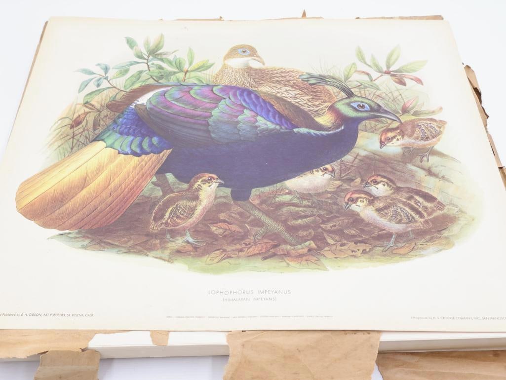 Large Stack of Vintage Lithogravure Prints of Himalayan Impeyans: The artwork, titled "Lophophorus Impeyanus" originally in 1870's A Monograph of the Phasianidae. Lithogravure by H.S. Crocker Company and these specific prints were published by R.H. Gibson, an art