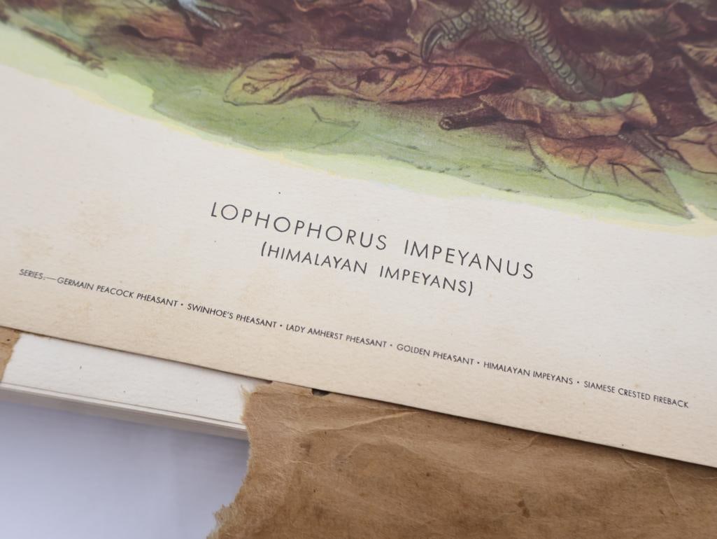 Large Stack of Vintage Lithogravure Prints of Himalayan Impeyans - 5