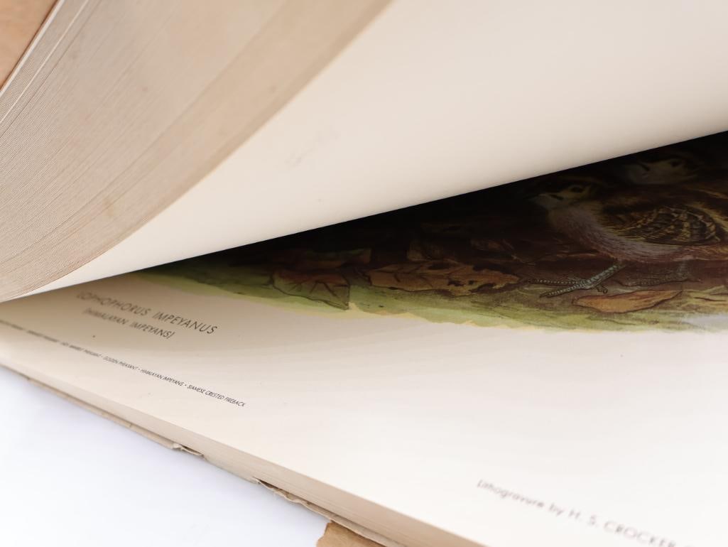 Large Stack of Vintage Lithogravure Prints of Himalayan Impeyans - 9