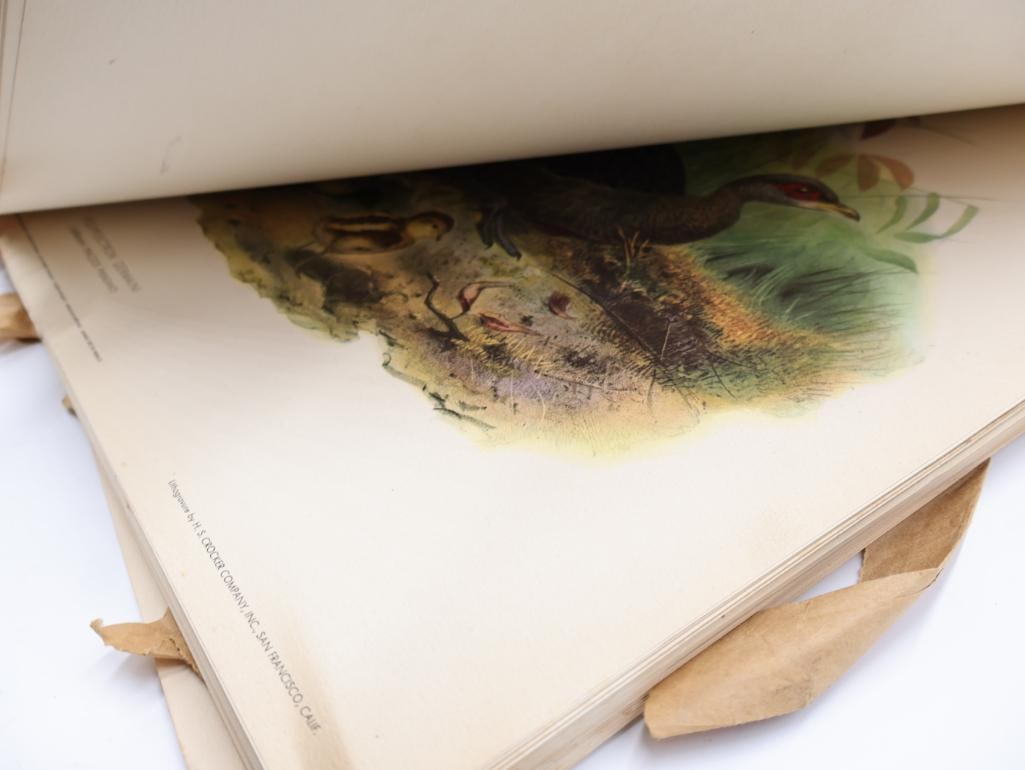 Large Stack of Vintage Lithogravure Prints of Germain's Peacock-Pheasant - 10