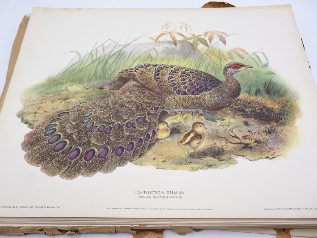Large Stack of Vintage Lithogravure Prints of Germain's Peacock-Pheasant: The artwork, titled "Polyplectron Germaini" originally in 1870's A Monograph of the Phasianidae. Lithogravure by H.S. Crocker Company and these specific prints were published by R.H. Gibson, an art