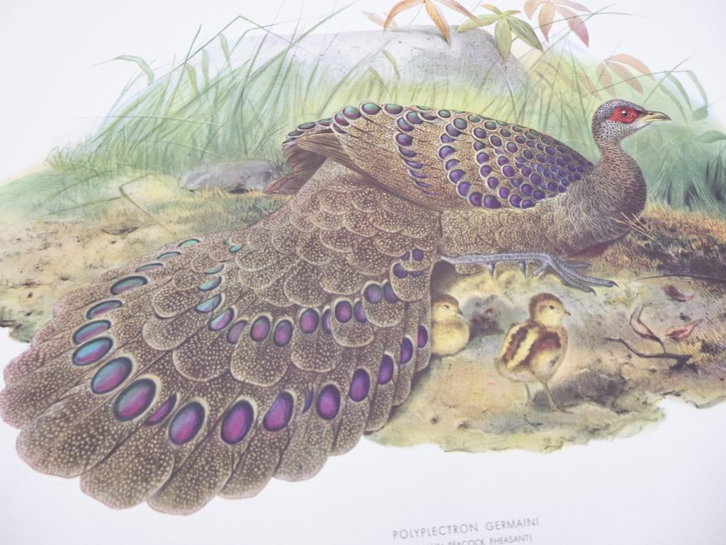 Large Stack of Vintage Lithogravure Prints of Germain's Peacock-Pheasant - 2