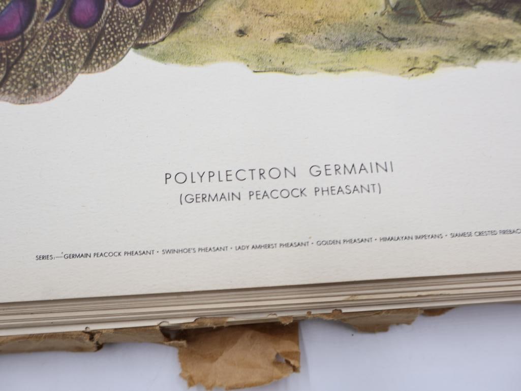 Large Stack of Vintage Lithogravure Prints of Germain's Peacock-Pheasant - 3