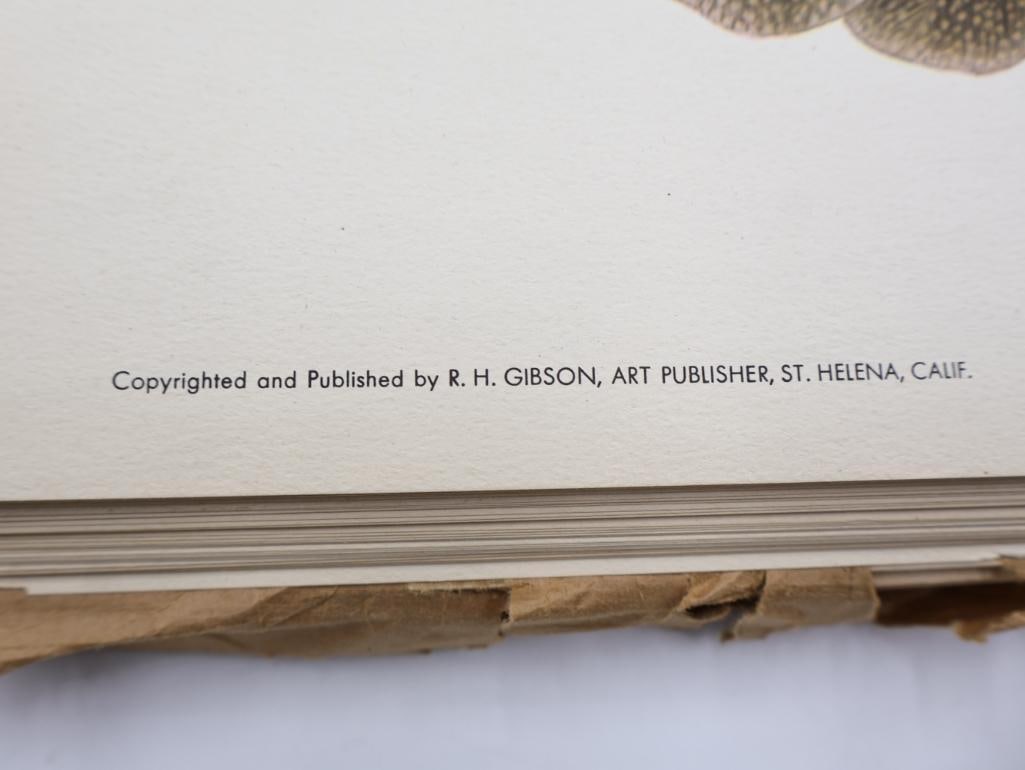 Large Stack of Vintage Lithogravure Prints of Germain's Peacock-Pheasant - 4