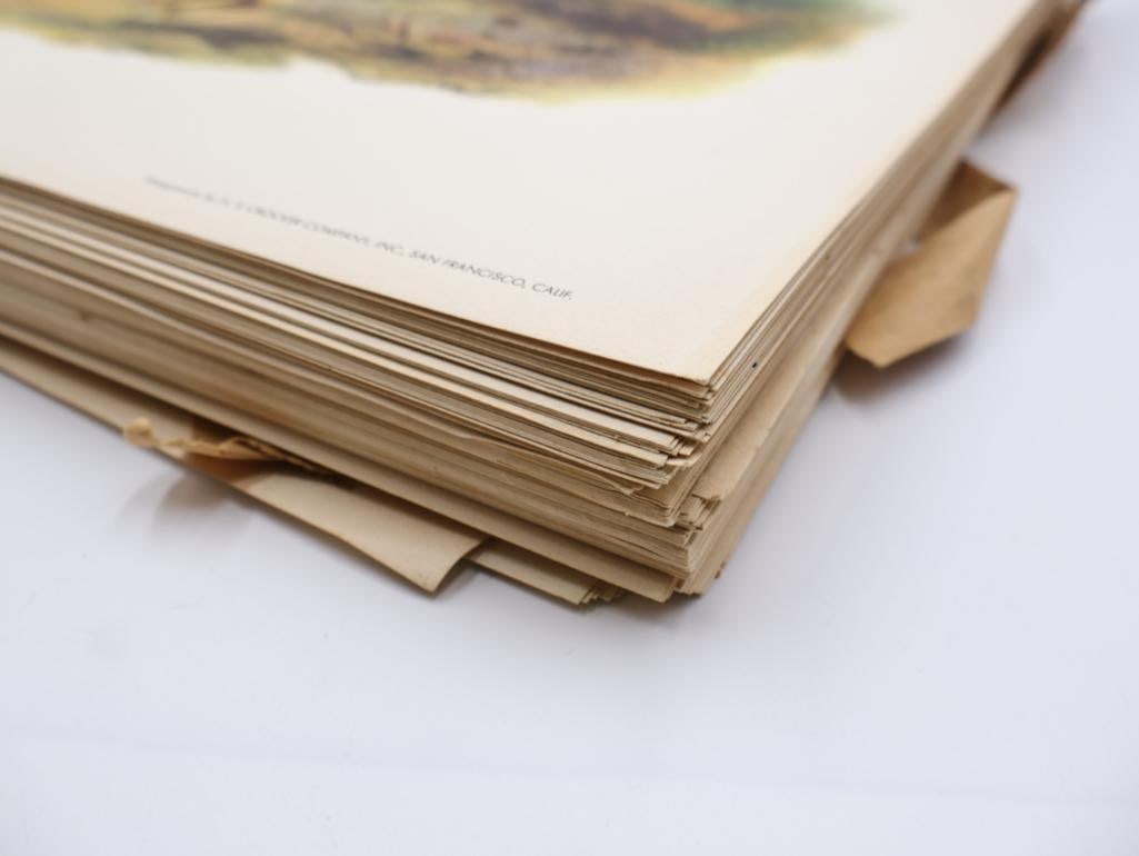 Large Stack of Vintage Lithogravure Prints of Germain's Peacock-Pheasant - 8