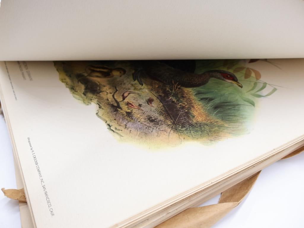 Large Stack of Vintage Lithogravure Prints of Germain's Peacock-Pheasant - 9