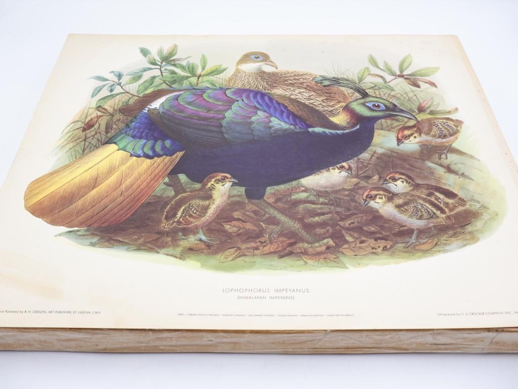 Large Stack of Vintage Lithogravure Prints of Himalayan Impeyans: The artwork, titled "Lophophorus Impeyanus" originally in 1870's A Monograph of the Phasianidae. Lithogravure by H.S. Crocker Company and these specific prints were published by R.H. Gibson, an art