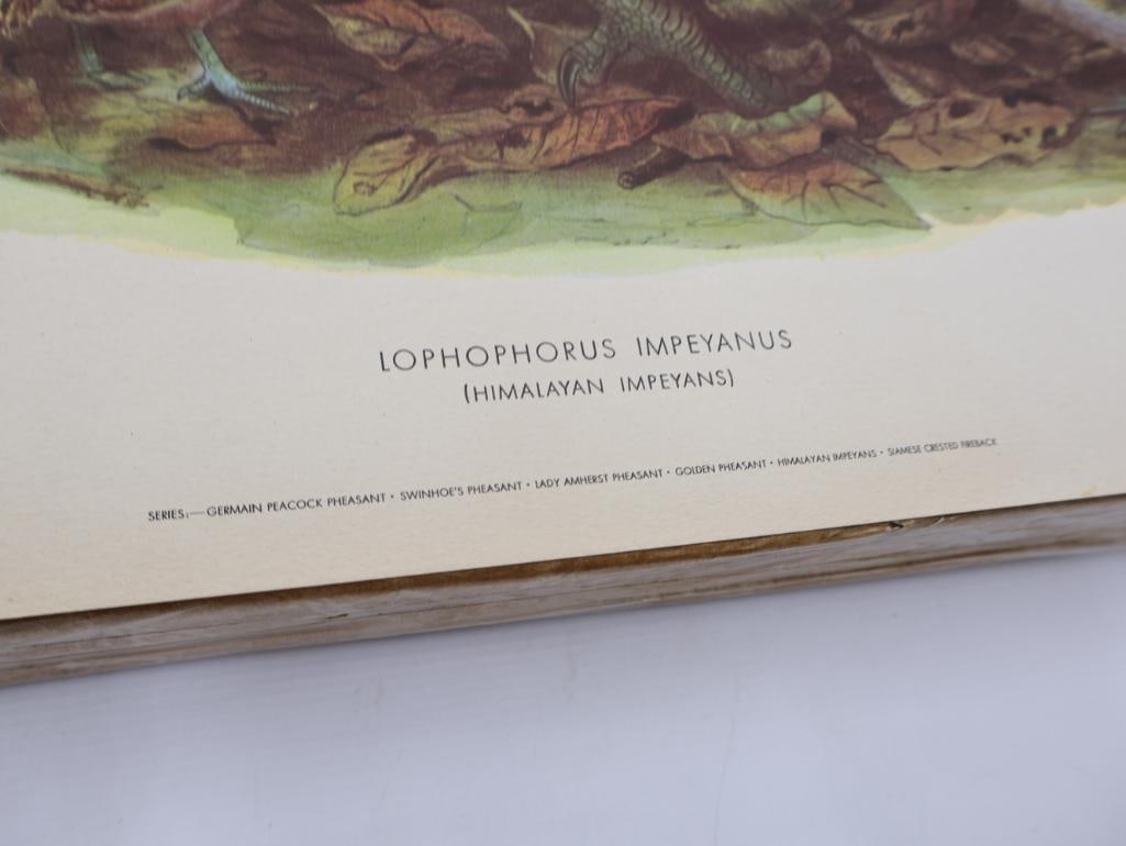 Large Stack of Vintage Lithogravure Prints of Himalayan Impeyans - 4