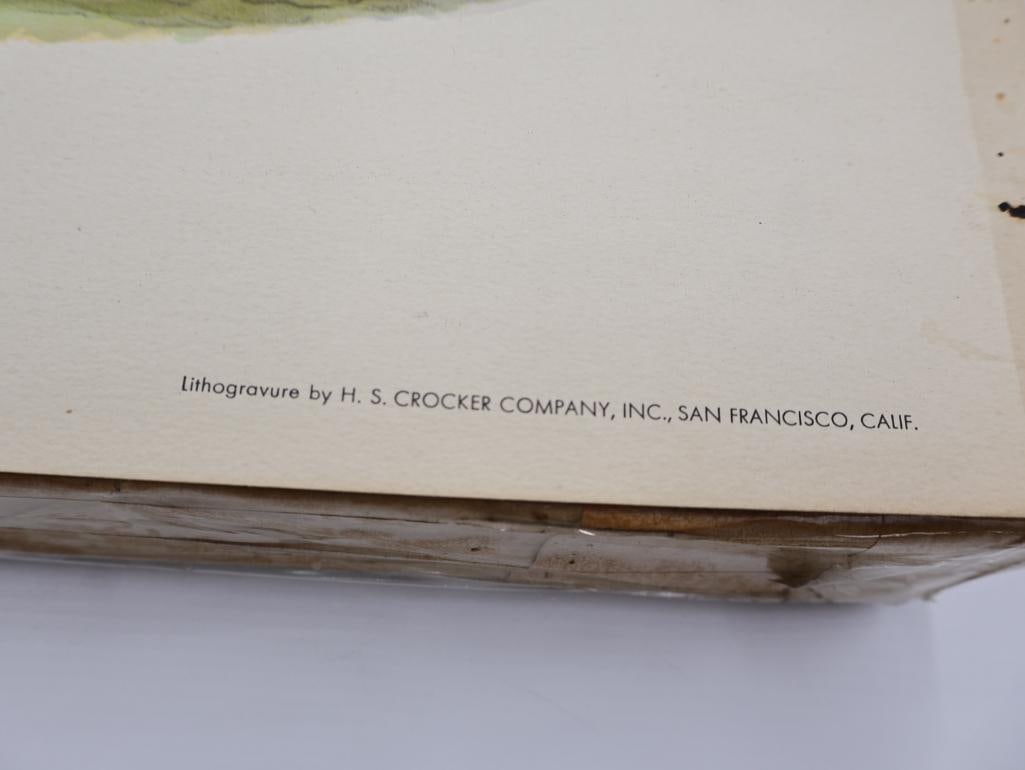 Large Stack of Vintage Lithogravure Prints of Himalayan Impeyans - 6