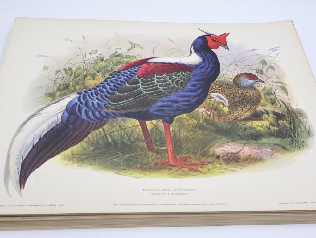 Large Stack of Vintage Lithogravure Prints of Swinhoe's Pheasant: The artwork, titled "Euplocomus Swinhoei" originally in 1870's A Monograph of the Phasianidae. Lithogravure by H.S. Crocker Company and these specific prints were published by R.H. Gibson, an art