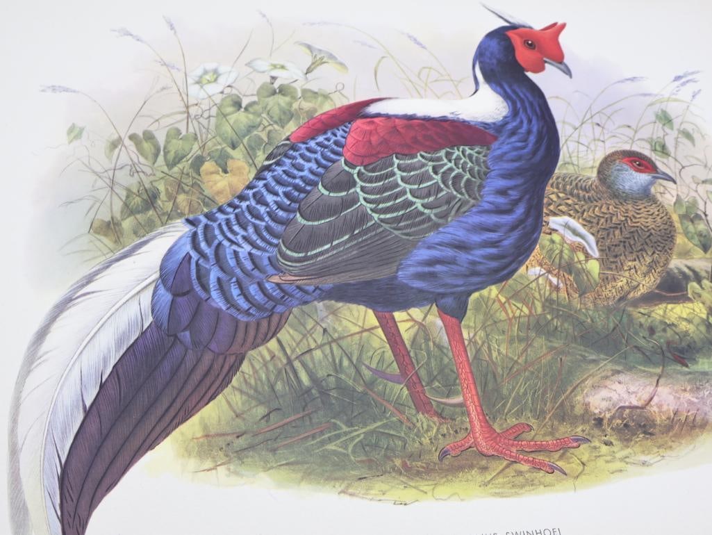 Large Stack of Vintage Lithogravure Prints of Swinhoe's Pheasant - 2