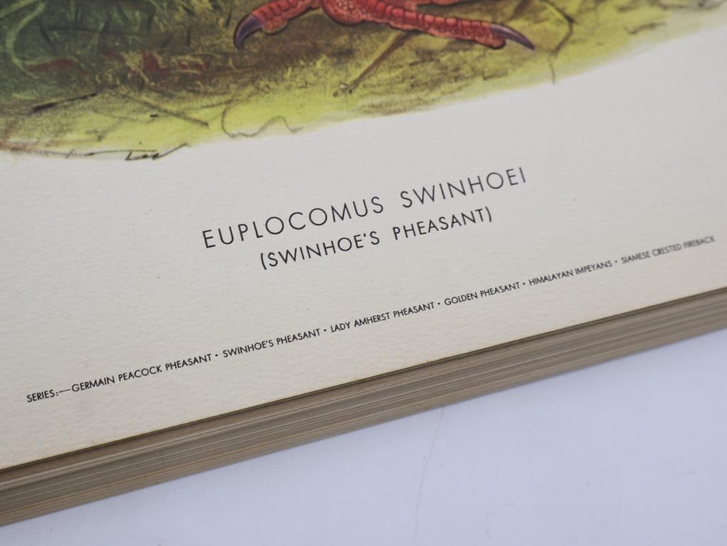 Large Stack of Vintage Lithogravure Prints of Swinhoe's Pheasant - 3