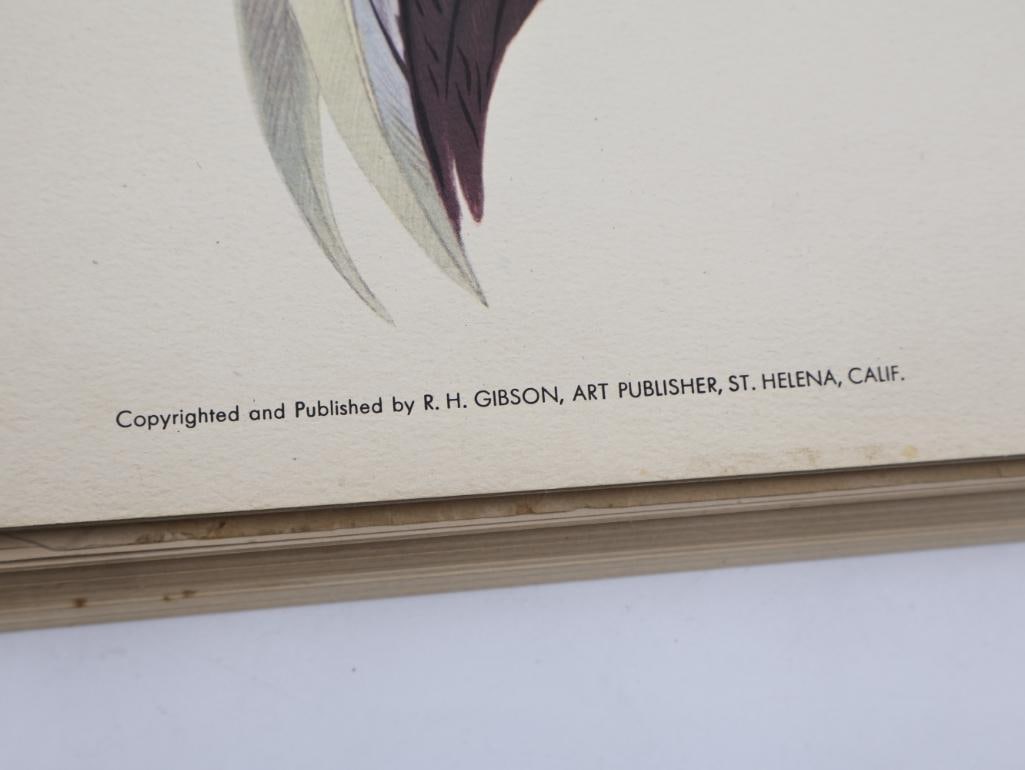 Large Stack of Vintage Lithogravure Prints of Swinhoe's Pheasant - 4