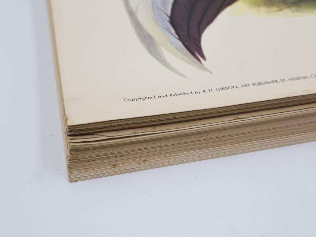 Large Stack of Vintage Lithogravure Prints of Swinhoe's Pheasant - 6
