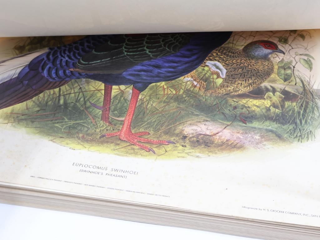 Large Stack of Vintage Lithogravure Prints of Swinhoe's Pheasant - 7