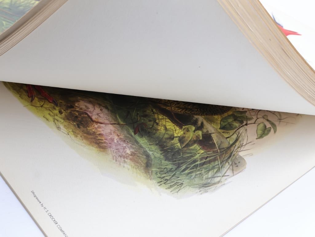 Large Stack of Vintage Lithogravure Prints of Swinhoe's Pheasant - 8