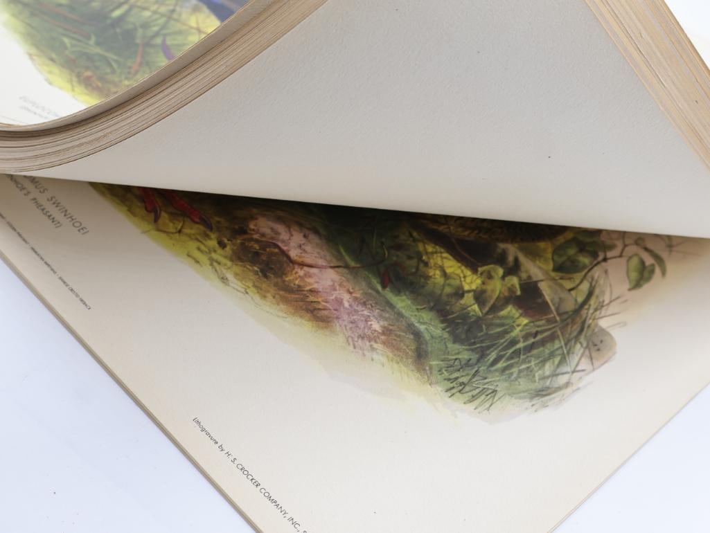 Large Stack of Vintage Lithogravure Prints of Swinhoe's Pheasant - 9