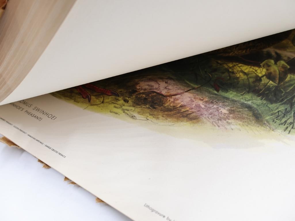 Large Stack of Vintage Lithogravure Prints of Swinhoe's Pheasant - 10
