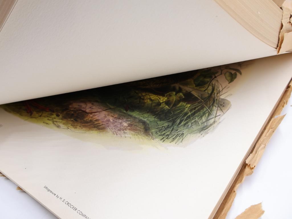 Large Stack of Vintage Lithogravure Prints of Swinhoe's Pheasant - 11