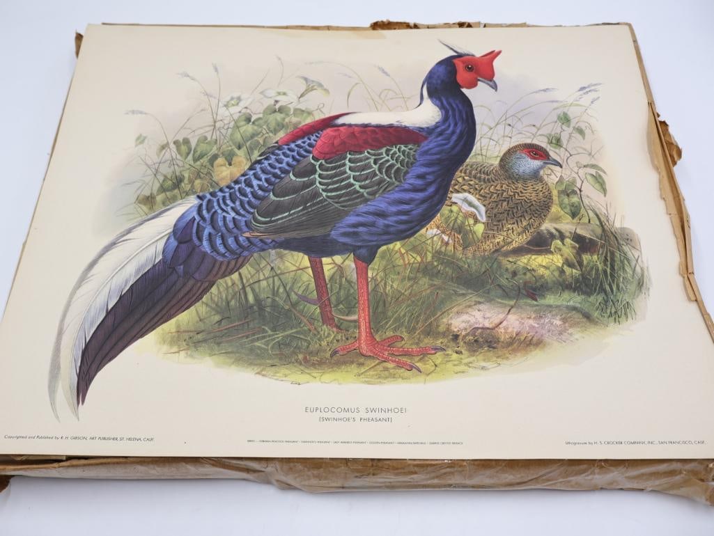 Large Stack of Vintage Lithogravure Prints of Swinhoe's Pheasant: The artwork, titled "Euplocomus Swinhoei" originally in 1870's A Monograph of the Phasianidae. Lithogravure by H.S. Crocker Company and these specific prints were published by R.H. Gibson, an art