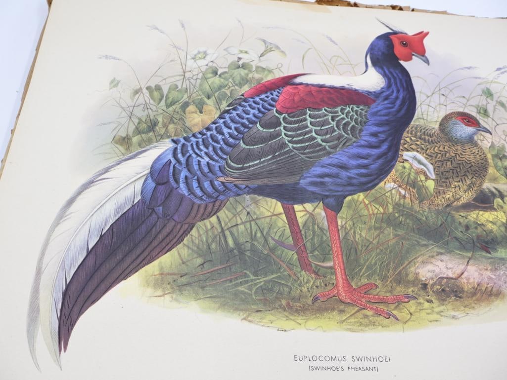Large Stack of Vintage Lithogravure Prints of Swinhoe's Pheasant - 2