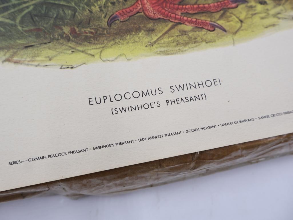 Large Stack of Vintage Lithogravure Prints of Swinhoe's Pheasant - 3