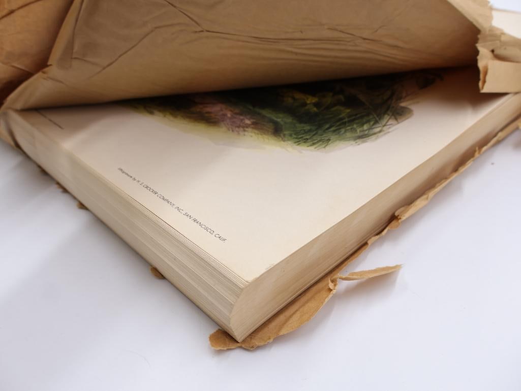 Large Stack of Vintage Lithogravure Prints of Swinhoe's Pheasant - 8