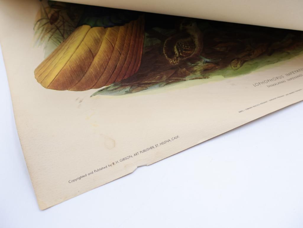 Large Stack of Vintage Lithogravure Prints of Himalayan Impeyans - 10
